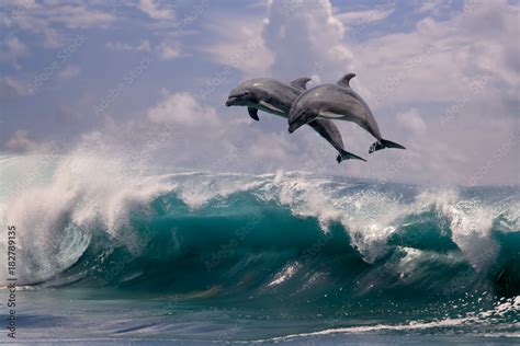 Two dolphins jumping from sea water over ocean wave Stock Photo | Adobe ...