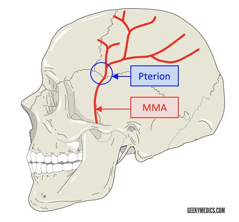 Cranial Foramina | Skull Anatomy | Foramen | Geeky Medics