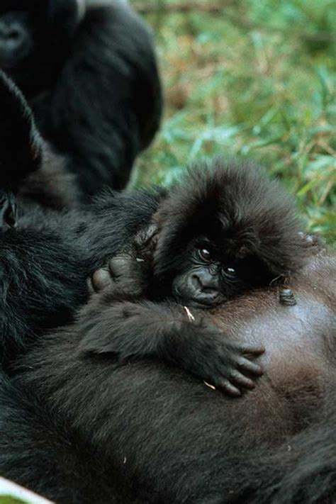 Baby Mountain Gorillas