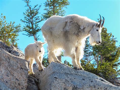 Conservation Currents | A New Home for Our Goats: The Mountain Goat ...