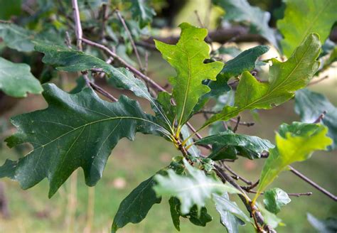 How to Grow and Care for Swamp White Oak