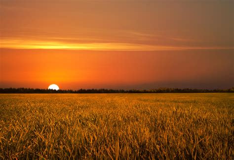 Golden Field Sunset Stock by leeorr-stock on DeviantArt