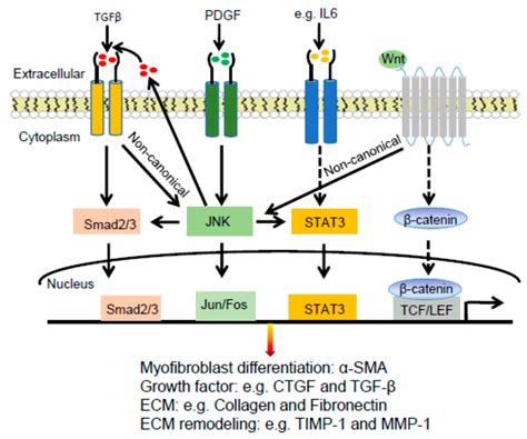 Jnk Signaling Pathway