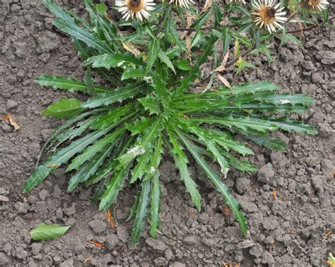 Carlina vulgaris (Asteraceae) image 42576 at