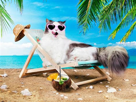 Happy summer day!, palm, cat, situation, sea, hat, card, sunglasses ...