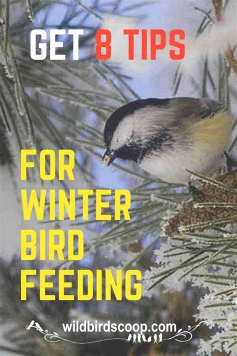 Bird Feeding Tips - Your Guide To Winter Feeding | Feeding birds in ...