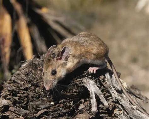 White-ankled mouse - Facts, Diet, Habitat & Pictures on Animalia.bio