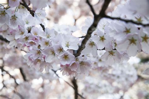 See DC's Blossoming Cherry Trees Photos | Image #21 - ABC News