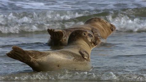 Seal | Description, Species, Habitat, Diet, & Facts | Britannica