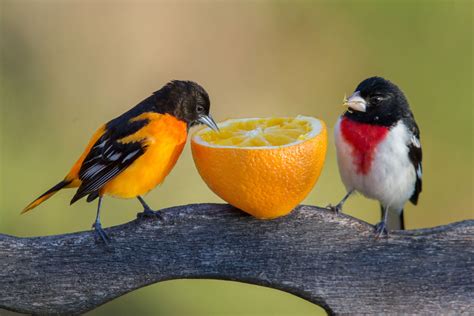 When It's Okay (or Not) to Feed Birds | Audubon