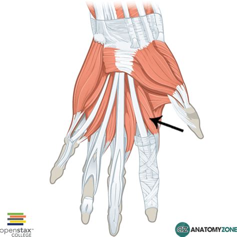 First Lumbrical - AnatomyZone