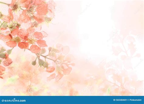 571 Flower Background Hd Images Download Pictures - MyWeb