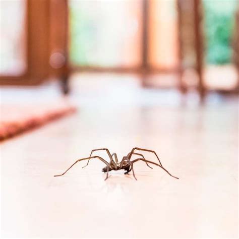 insect | Spiders repellent, Common house spiders, Get rid of spiders