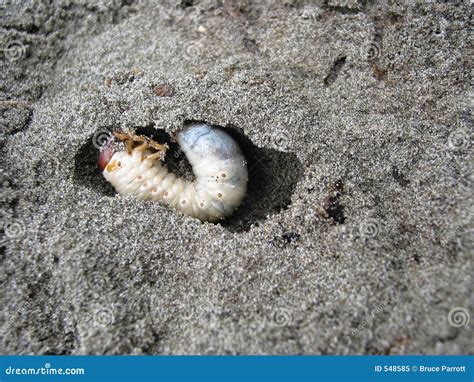 Huhu grub in the sand stock image. Image of creepy, yucky - 548585