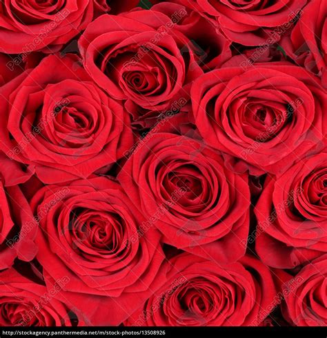 Background Roses for Valentine s Day Birthday or - Stock image ...