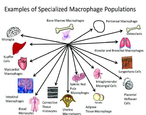 Macrophages populate most tissues and organs of the body performing ...