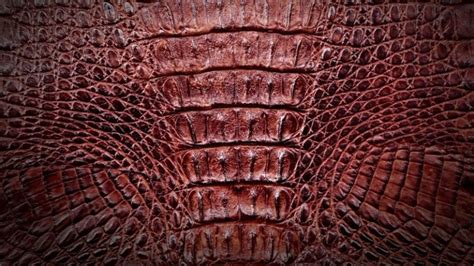 Crocodile Leather: All to Know About this Exotic Leather – Leather Advice