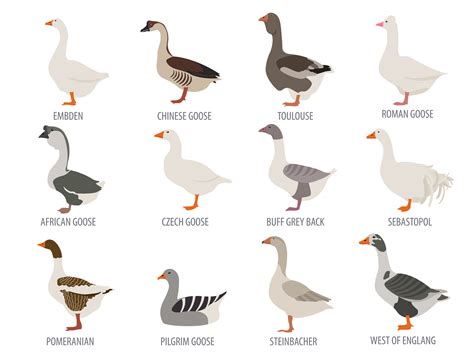 6 Best Backyard Goose Breeds for a Friendly and Rewarding Flock