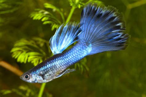 Guppy Breeding | Best How Do Guppies Breed?