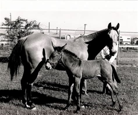 History of the Mule - American Mule Museum