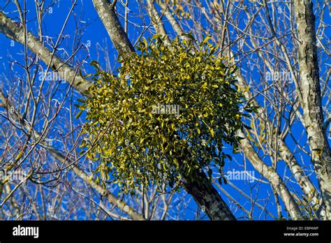 mistletoe (Viscum album subsp. album), with berries on a poplar ...