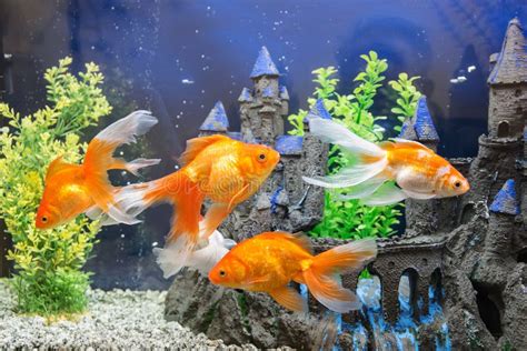 Aquarium Avec Le Poisson Rouge Photo stock - Image du temps, ailette ...