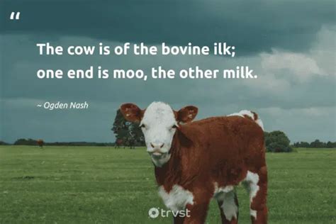 40 Cow Quotes about the Gentle Bovines (2024)