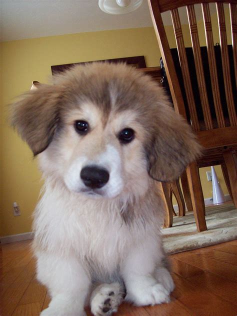 Meet Murphy, a Corgi Great Pyrenees mix | Animals | Pinterest | Corgi ...