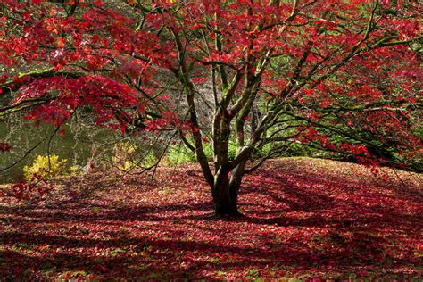 Red maple tree - cowbezy