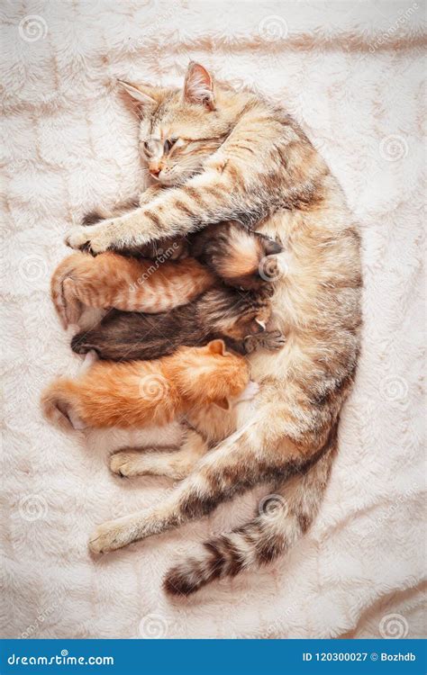 Mother Cat Nursing Baby Kittens Stock Image - Image of baby, domestic ...