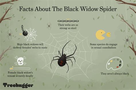 Facts About Black Widow Spiders