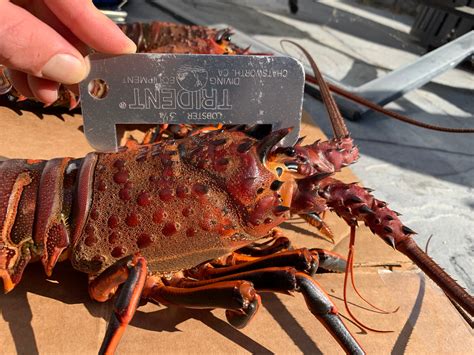 Southern California Spiny Rock Lobster Season Opener – Lost Winds Dive Shop