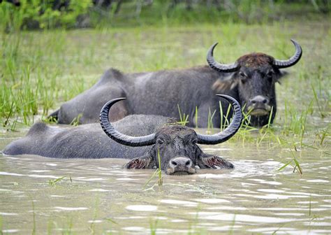 Habitat of the Wild Water Buffalo