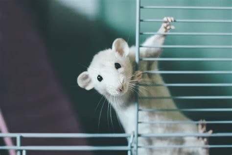 A DIY Cage for Your Pet Rats