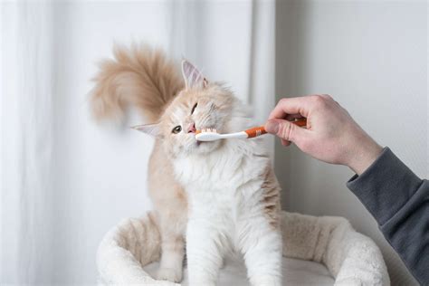 What You Should Know About Kitten Teeth and Dental Care