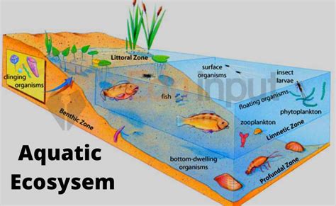 What Is An Aquatic Ecosystem?-Features, Classification, And Productivity