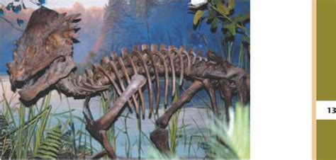 Pachycephalosauria - Defining Dinosaurs - Fossil Hunters