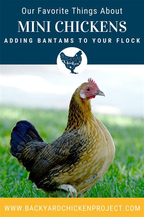 All About Bantam Chicken Breeds - Backyard Chicken Project