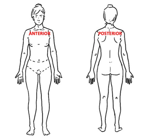 Anterior And Posterior Body Female