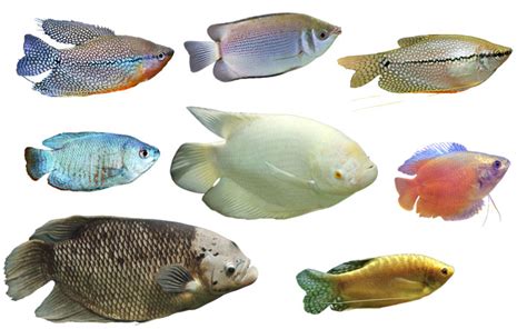 18 Types of Gourami Fish - Colorful & Popular Varieties - AquariumNexus