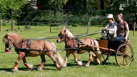 Pony | Miniature, Riding, Breeds | Britannica