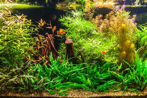 5 Benefits of Low Light Aquarium Plants - Mind Technology Info