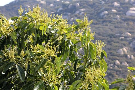 California Avocado Trees, Avocado Flowers in Bloom - California Avocados