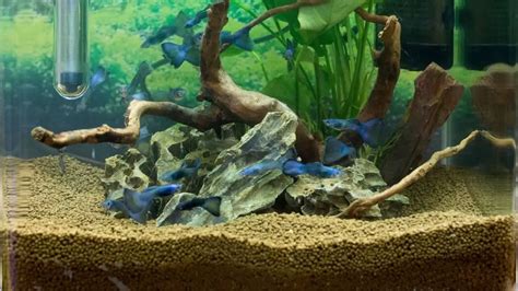 The Ultimate Guide To Better Understanding Planted Aquarium Substrate ...