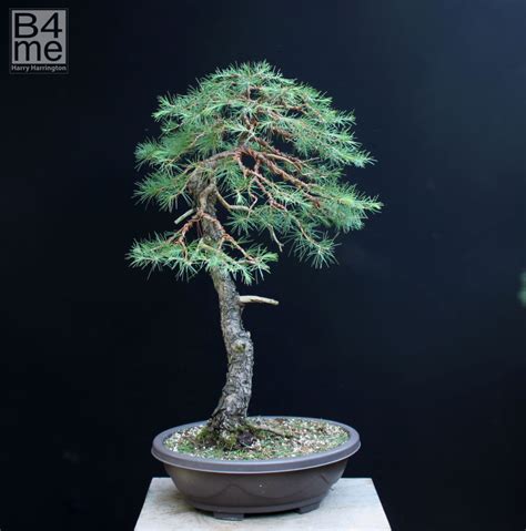 Cedrus/ Cedar Bonsai – Bonsai4Me