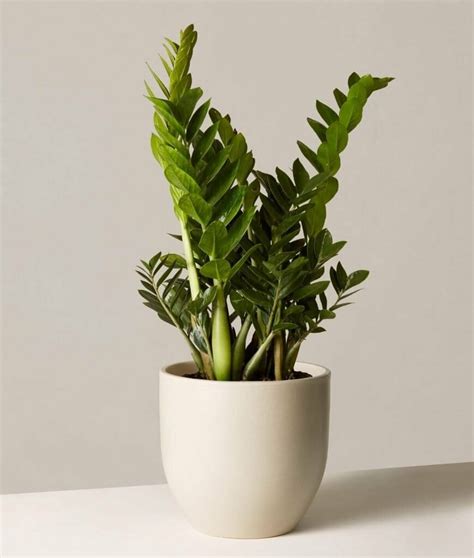 Ultimate Guide to ZZ Plants (Zamioculcas zamiifolia) - Petal Republic