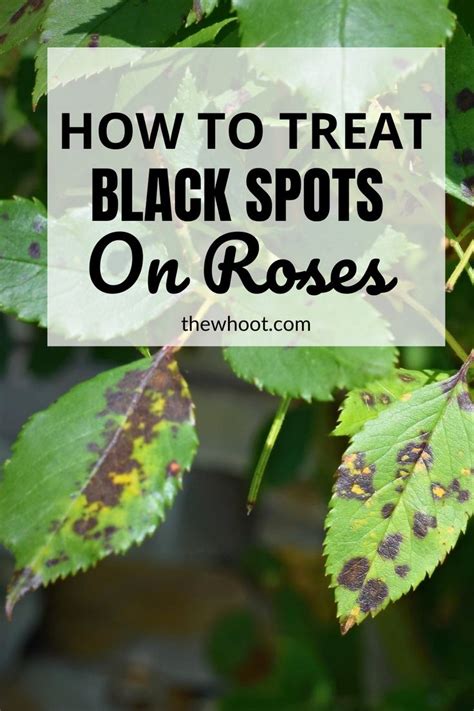 How To Treat Black Spots On Roses Organically- The WHOot | Black spot ...