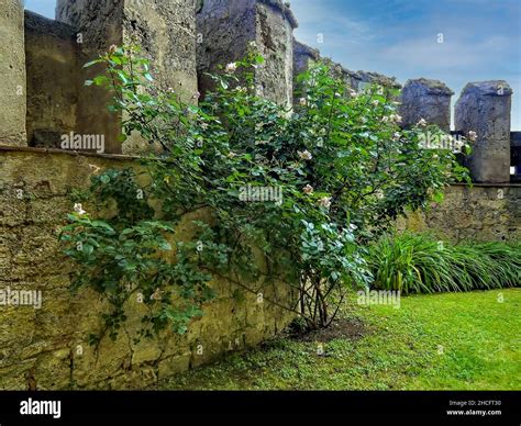 Old stone wall and a garden with green plants and grass Stock Photo - Alamy