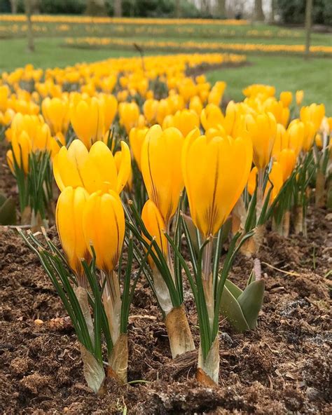 Crocus 'Yellow' bulbs — Buy online at Farmer Gracy UK