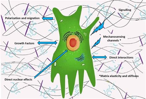 √ Connective Tissue Matrix Coloring : Extracellular Matrix Wikipedia ...